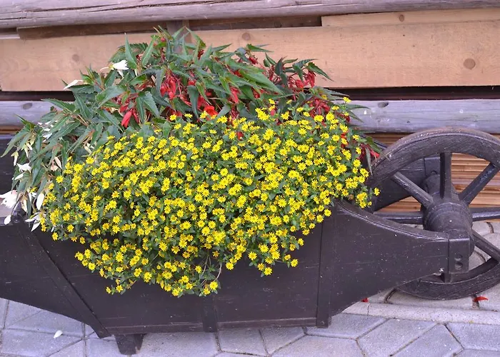 לינה וארוחת בוקר Mini