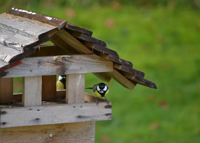 Mini שקופיה-לוקה